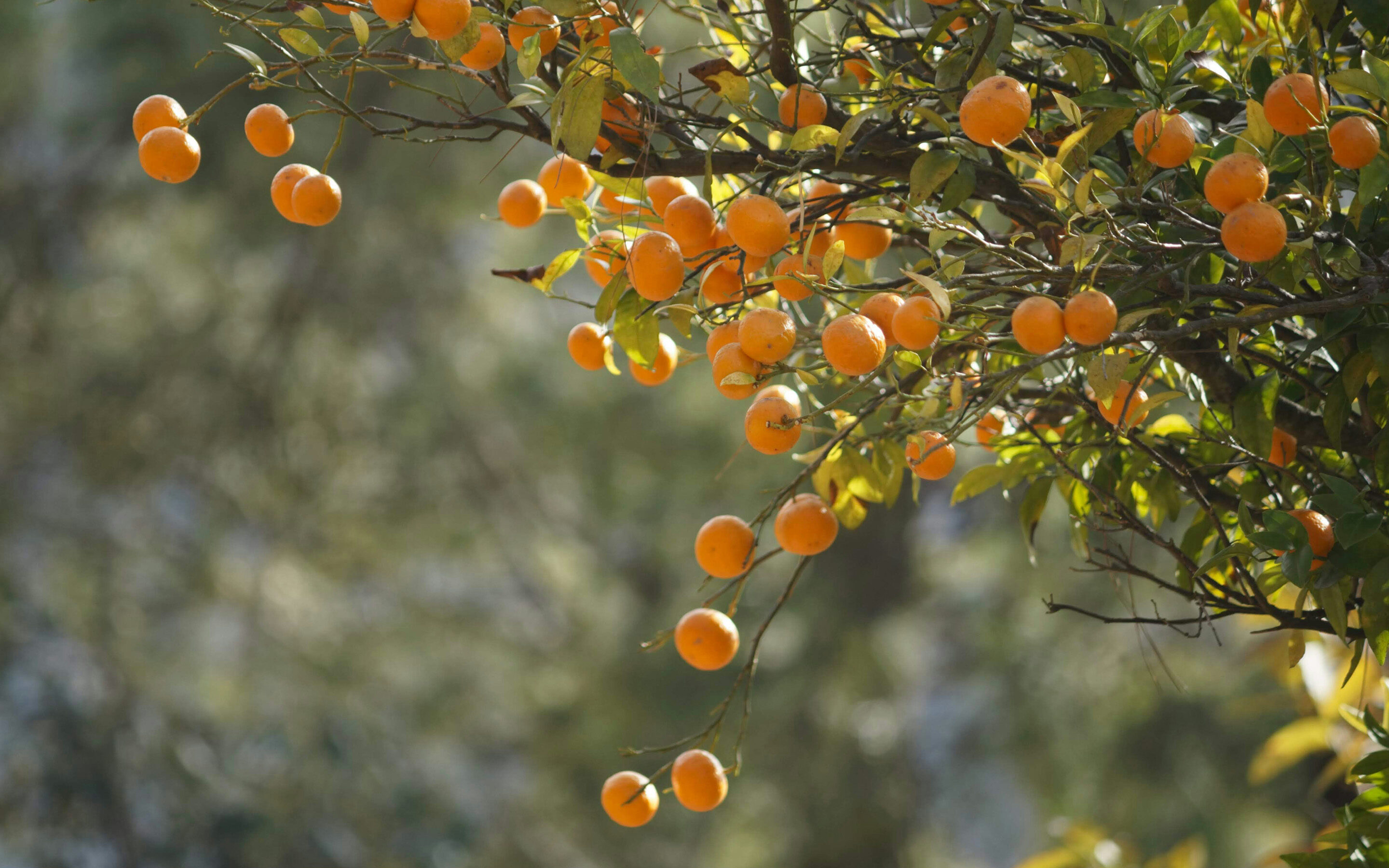 Ritz-madrid-slideshow