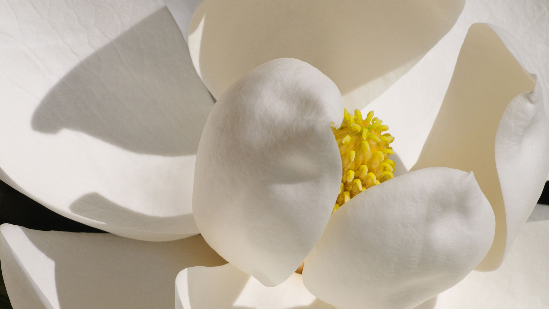 Bloom Banner Slideshow