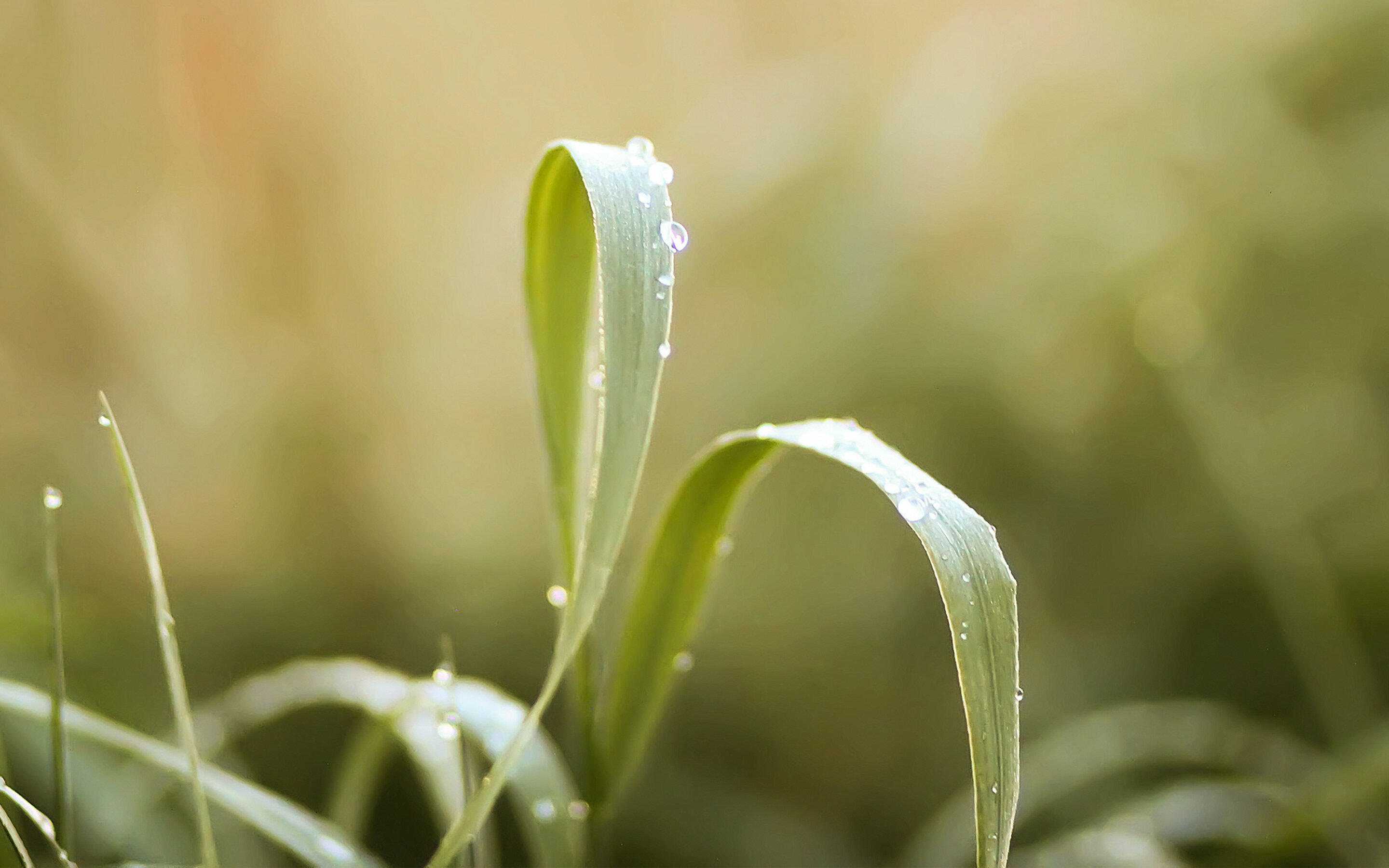 Haberdashery_SpringMeadow_Inspiration2_Banner