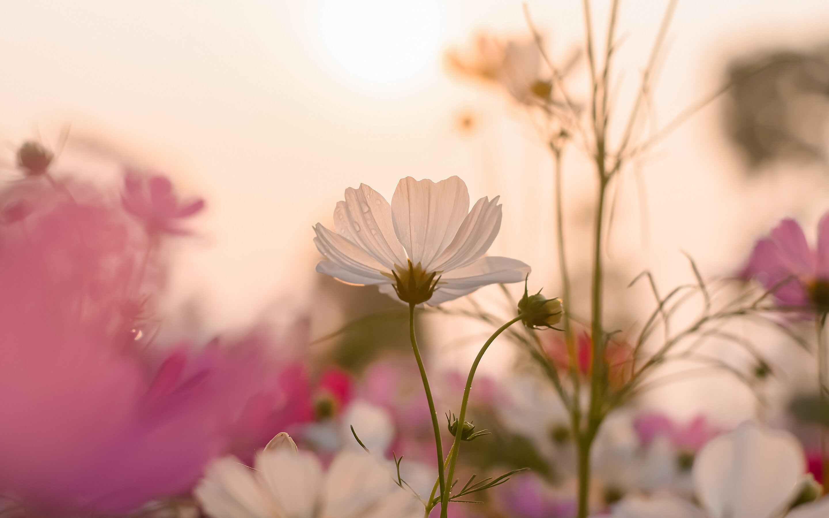 Haberdashery_SummerMeadow_Inspiration1_Banner