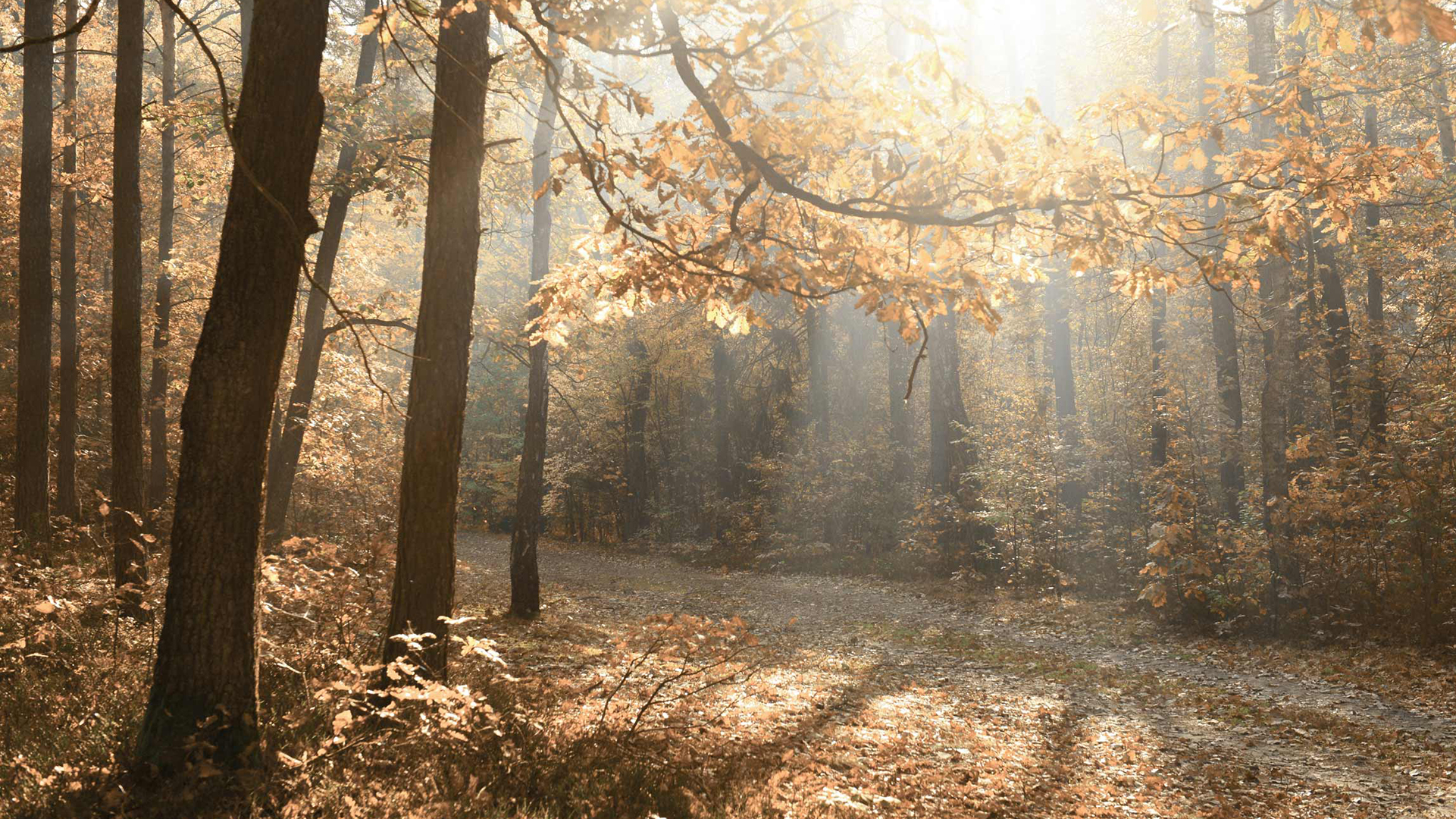 Leaf-Twisted-Canopy-258-Haberdashery-MVilla-06_01-c-slideshow