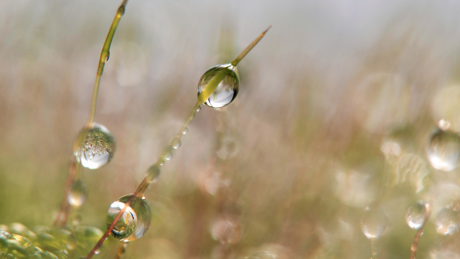 Banner Inspiration Spring Meadow