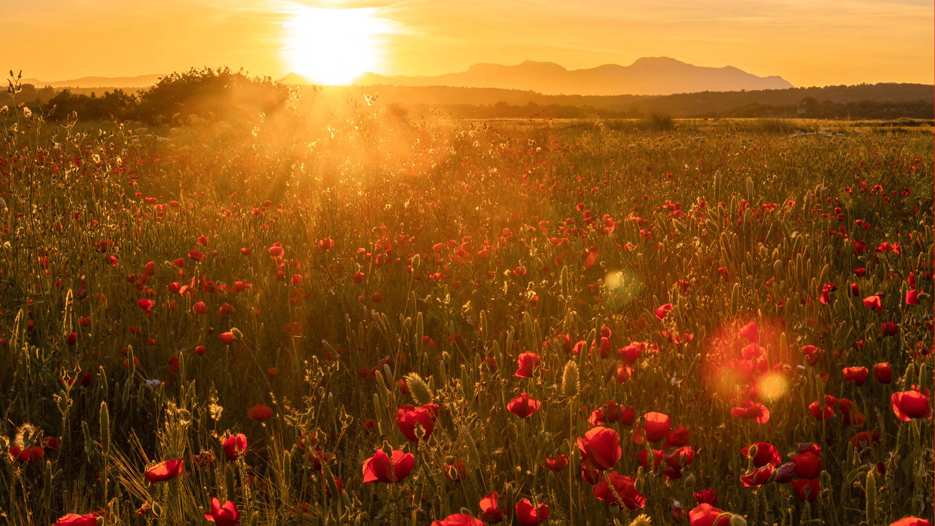 Summer-Meadow-Haberdashery-Slideshow-2